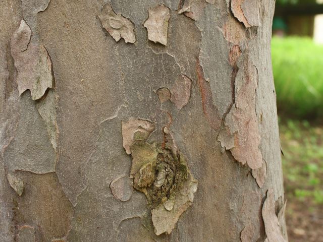 Podocarpus falcatus flaking bark