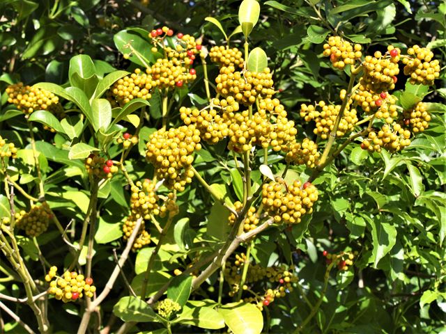 Psychotria capensis indigenous shrub for birds