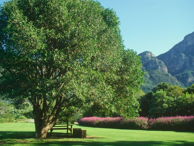 Pteroxylon obliquum in landscaped garden