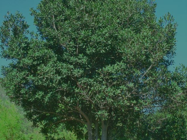 Rapanea melanophloes tree