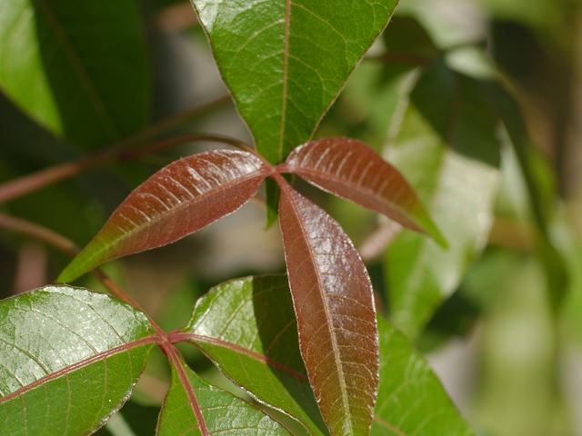 Rhus chirendensis new leaf