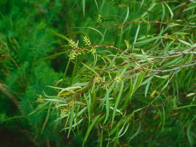 Salix mucronata leaves