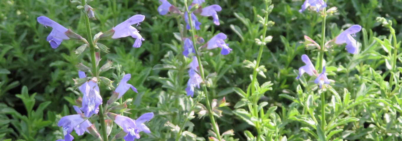 Salvia  Beautiful Blue