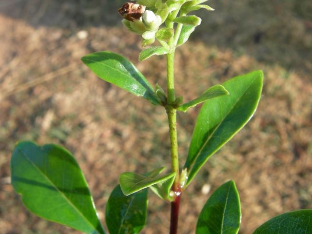 Schrebera alata flower and leaf shape