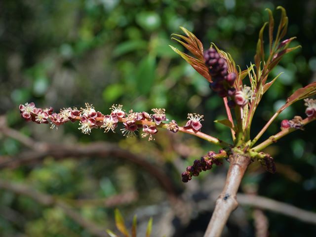 Sclerocarya birrea inflorescence of male flowers