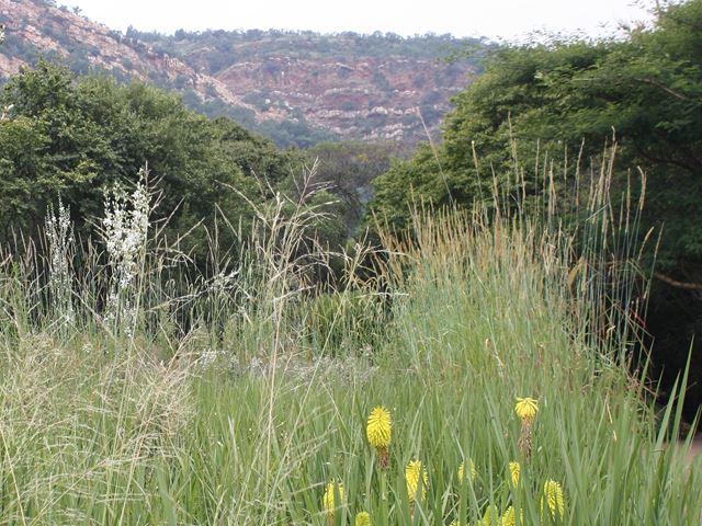 Setaria sphacelata Golden Bristle Grass clump in right WSNBG grassland garden