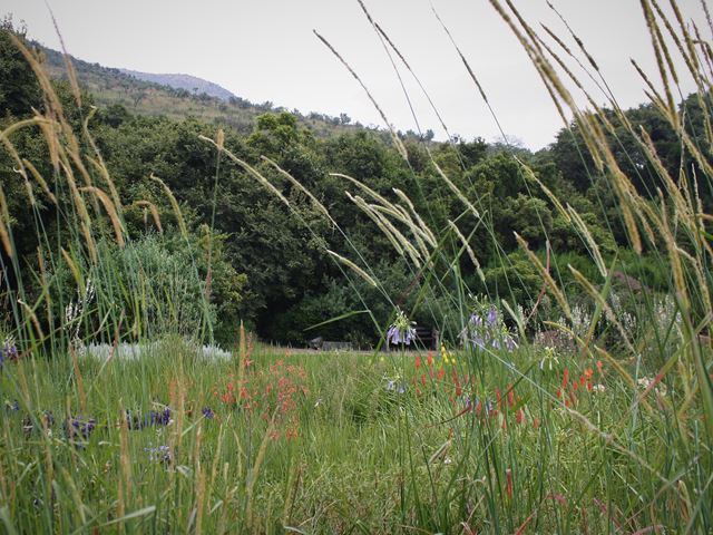 Setaria sphacelata Goue Mannagras in foreground at Walter Sisulu National Botanical Garden