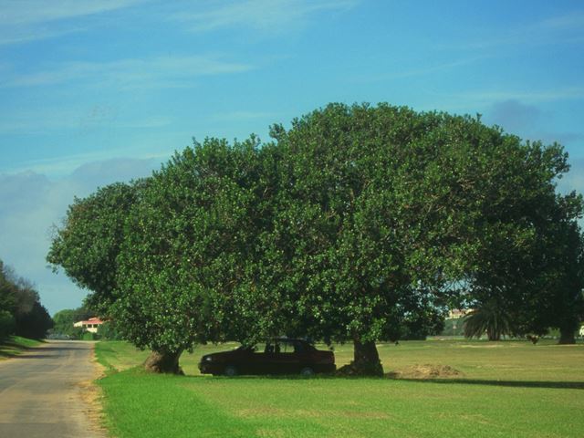 Sideroxylon inerme shade tree