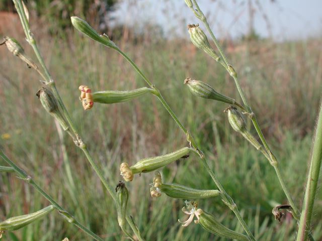 Silene bellidoides in grassland