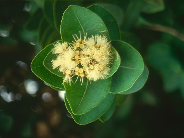 Syzigium cordatum flower