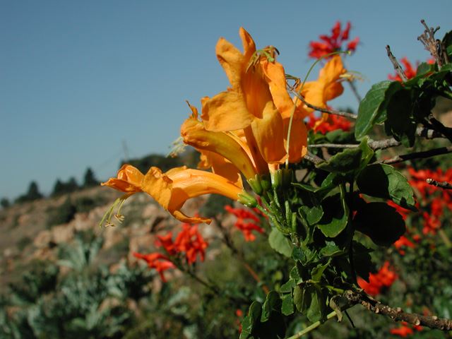 Tecomaria capensis flower 14