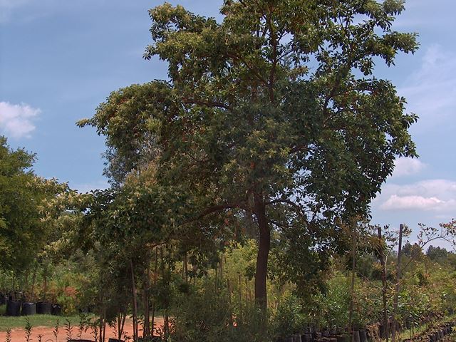 Terminalia phanerophlebia tree