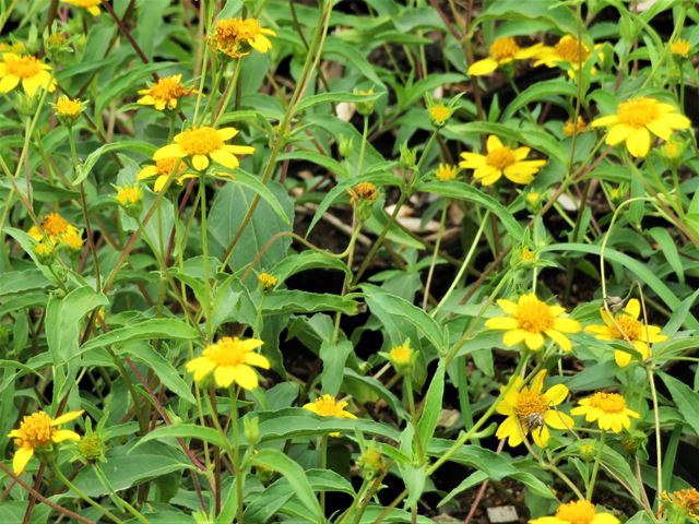 Wild Sunflower Aspilia mossambicensis groundcover