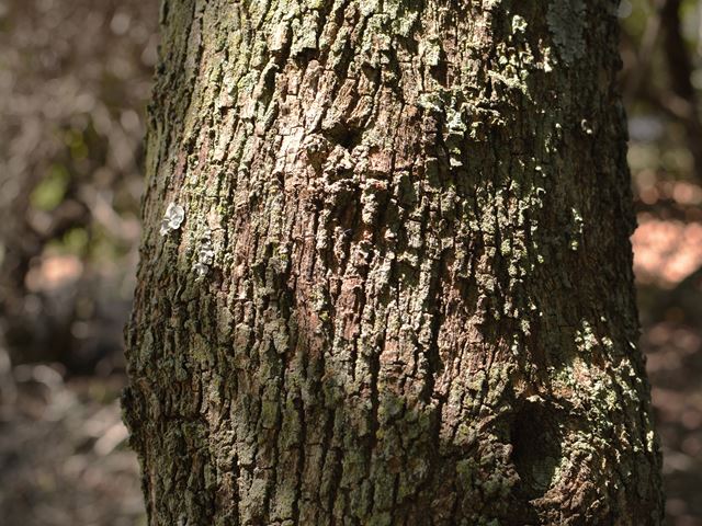 Ziziphus mucronata tree bark
