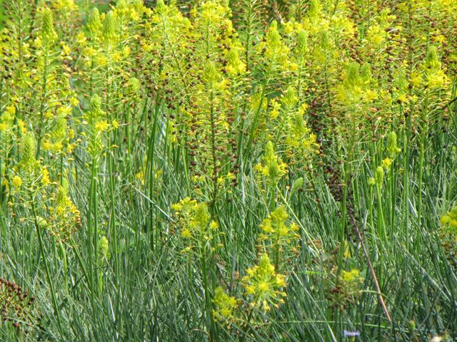 bulbine abyssinica flowers leaves mass planting