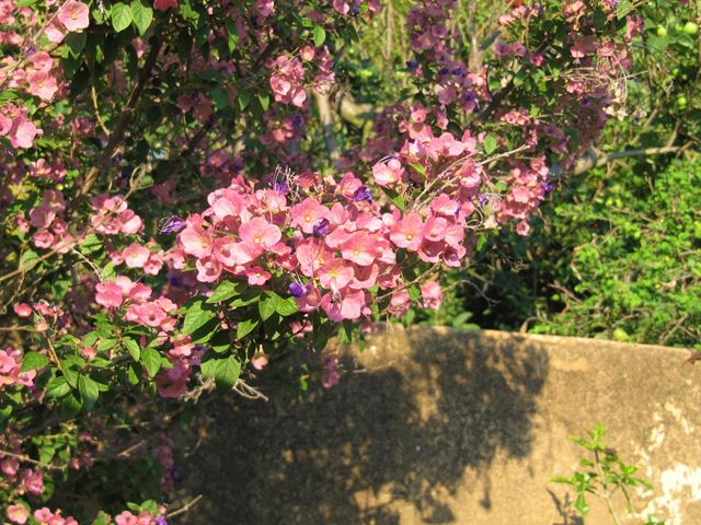 karomia speciosa flowering shrub