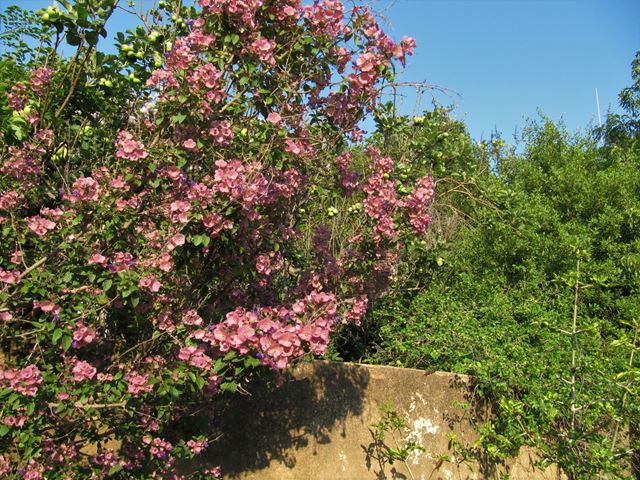 karomia speciosa indigenous shrub
