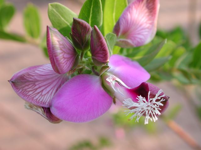 polygala myrtifolia flower close up
