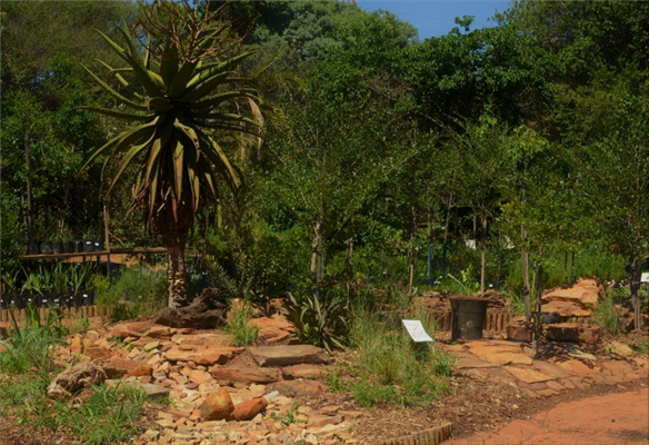 Whole Nursery Random Harvest News Page How To Create A Highveld Garden With Locally Indigenous Plants