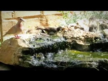 Birds enjoying water feature