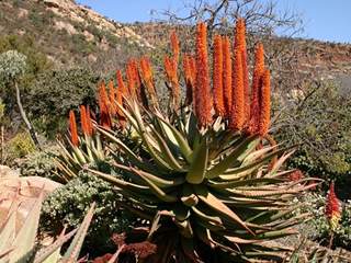 How to Take Care of Aloe Plants in South Africa 