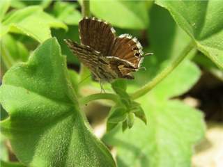 Butterfly Host Plants For Gauteng