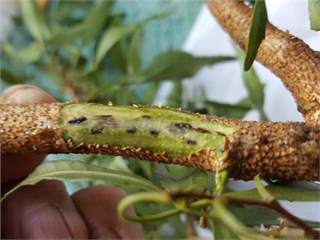 POLYPHAGOUS SHOT HOLE BORER IN SOUTH AFRICA
