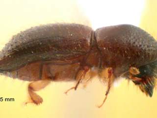 The Shot Hole Borer Beetle Crisis