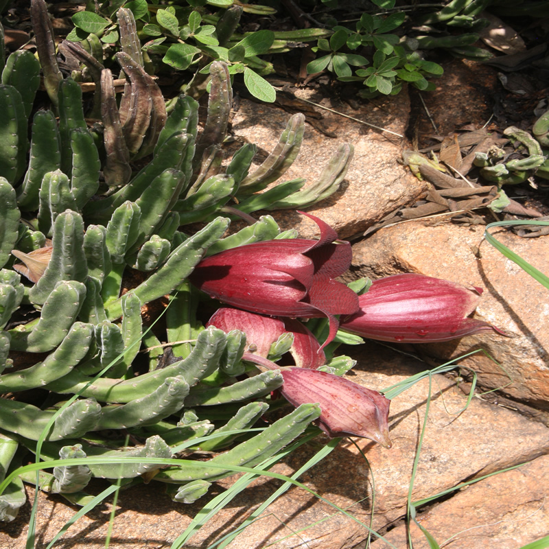 landscaping with indigenous plants