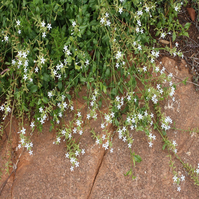 landscaping with indigenous plants