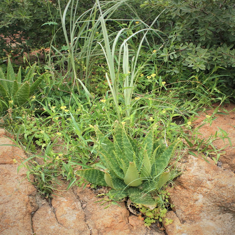 indigenous plants in South Africa
