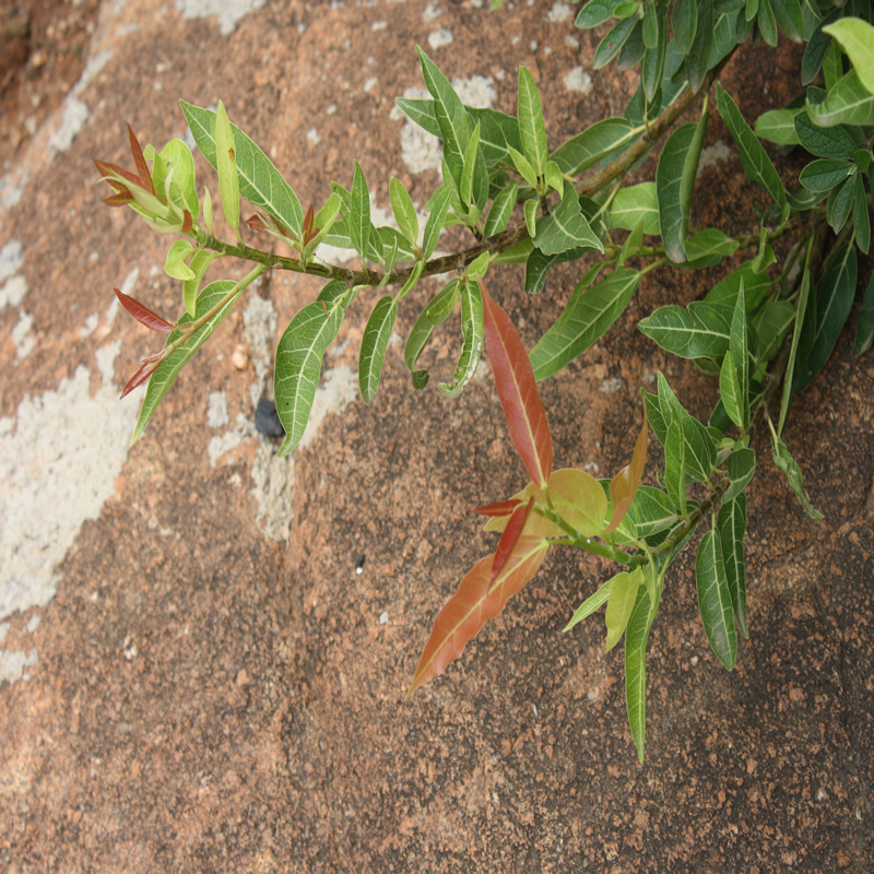 Indigenous nursery Johannesburg