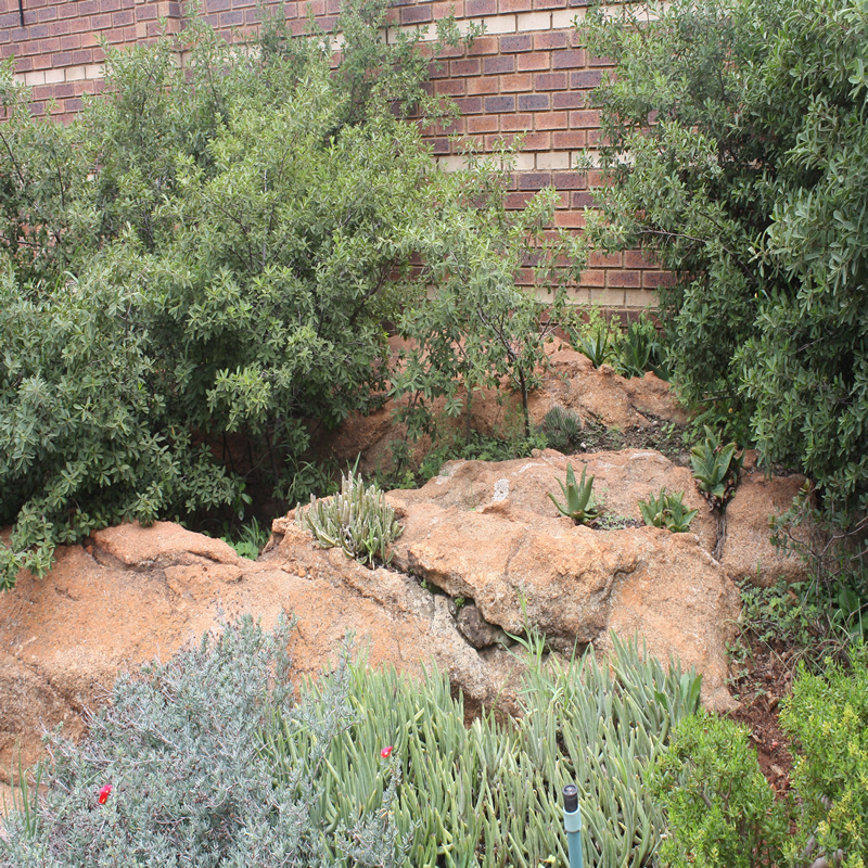 Indigenous plant nursery Johannesburg