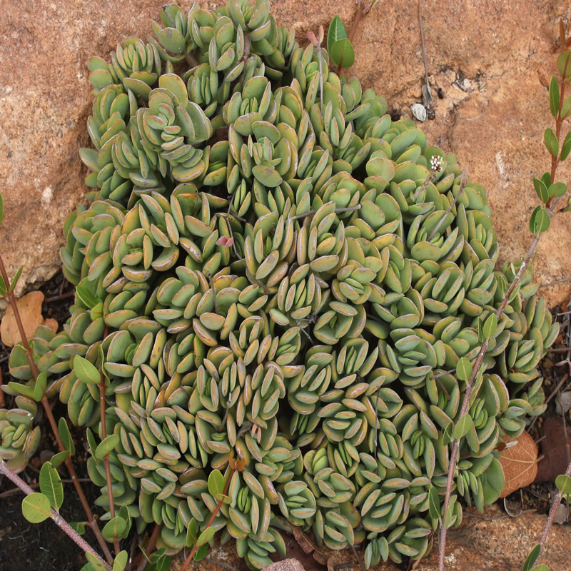 landscaping with indigenous plant