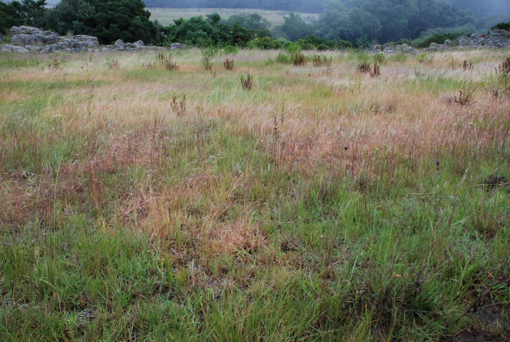 A natural grassland garden – Kaapse Hoop, Mpumalanga