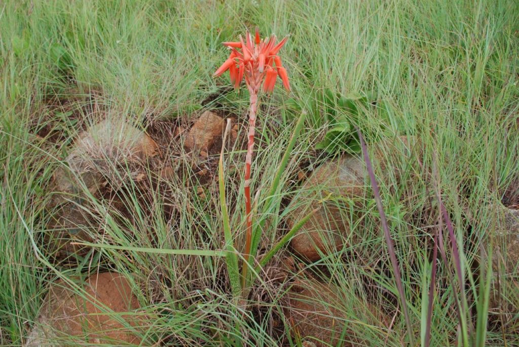 Aloe cooperii_