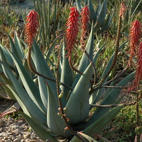 Aloe reitzii