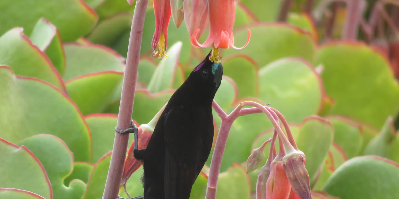 Bird Walks Upcoming Events