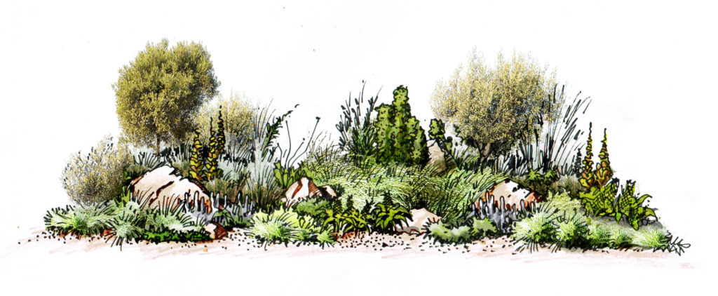 An artists impression of how this garden will look in a few seasons.