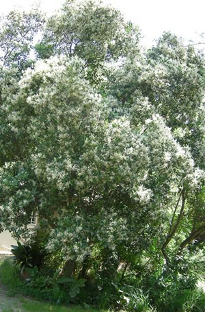 Apodytes dimidiata - indigenous trees South Africa