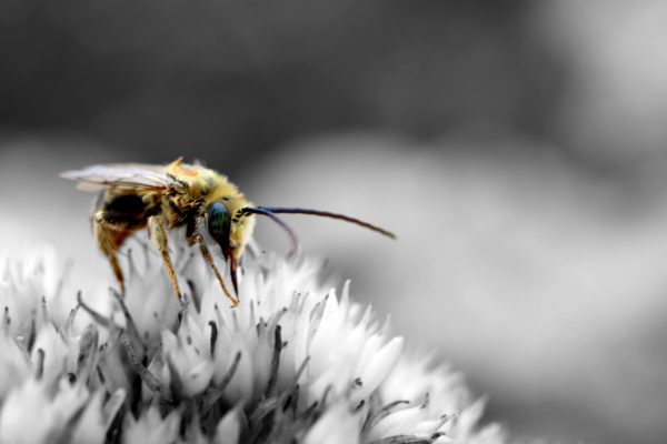 Bee