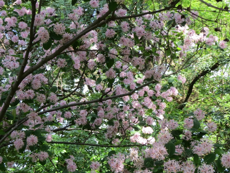 Indigenous flowering trees for gifts