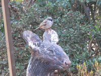 House Sparrow