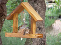 Southern Grey-headed Sparrow