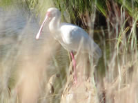 African Spoonbill