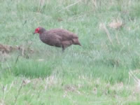 Swainsons Spurfowl - Francolin