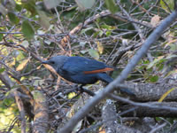 Red-Winged Starling