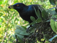 Cape Glossy Starling