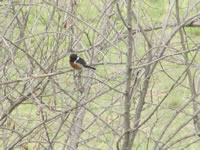 African Stonechat