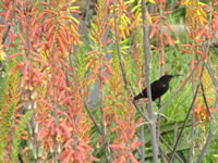 Amethyst Black Sunbird